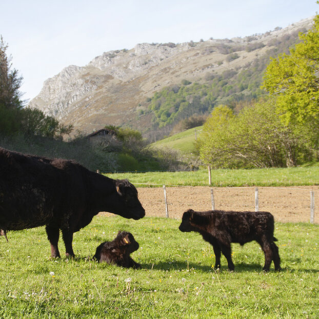 behia-vaca-carne-pasto-carne-ecologica-haragi-ekologikoa-bio-angus-galloway-gipuzkoa-guipuzcoa-amalarre-txahala-ternero-ternera